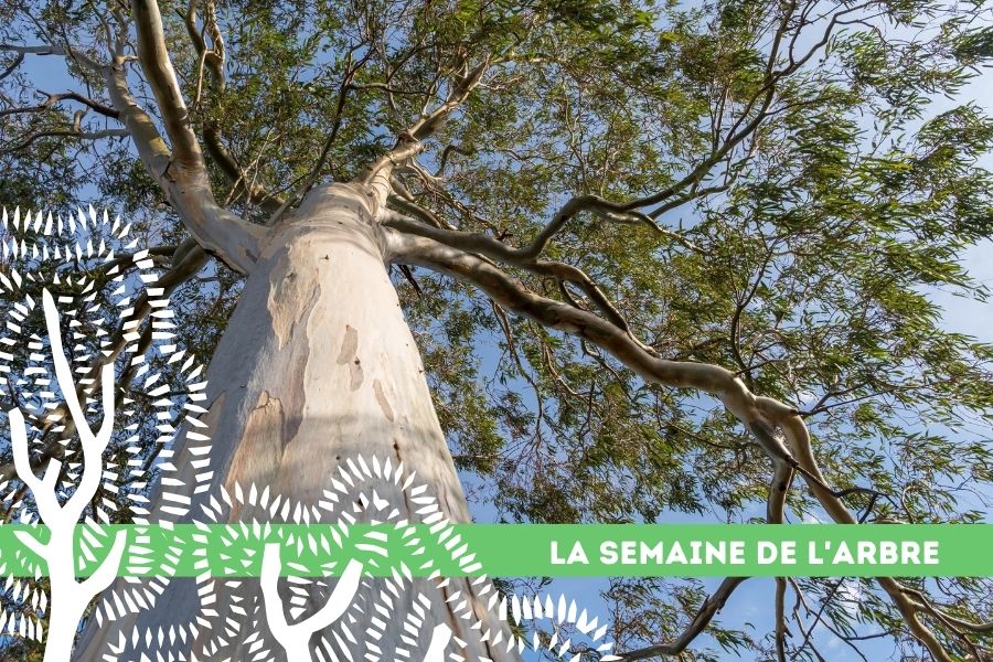 Rennes : une déclinaison printanière de la Semaine de l'arbre