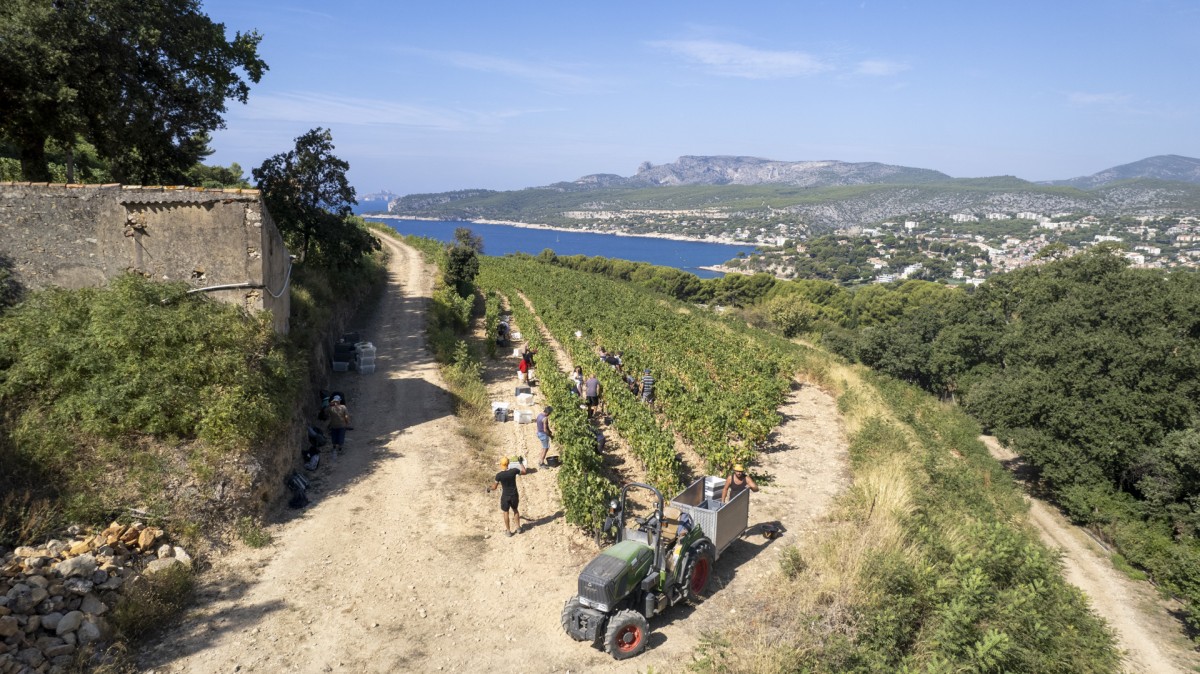 Le saviez-vous ? Les vins de Cassis ont été les 1ers à bénéficier d'une AOC