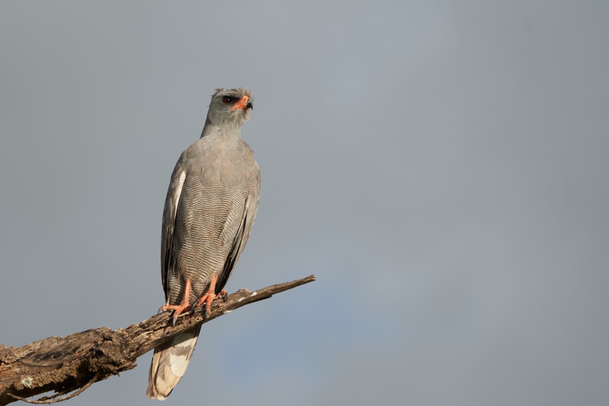 85 % des oiseaux nicheurs sont présents en Provence-Alpes-Côte d'Azur