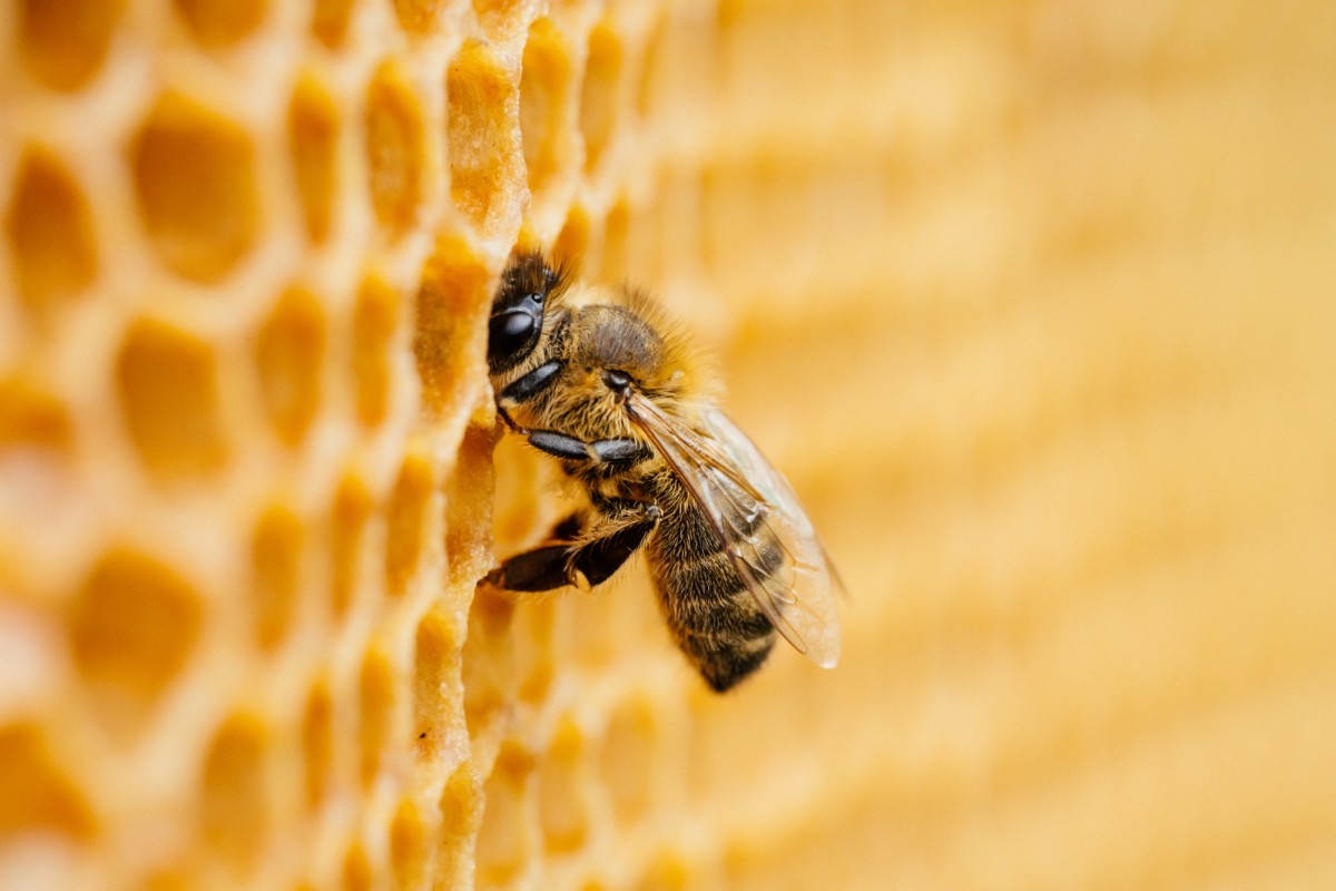 Mieux connaître les abeilles
