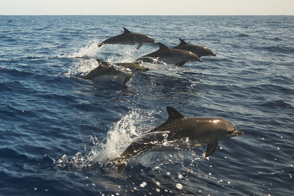 Des animations pédagogiques et ludiques autour de la protection marine à La Seyne-sur-Mer