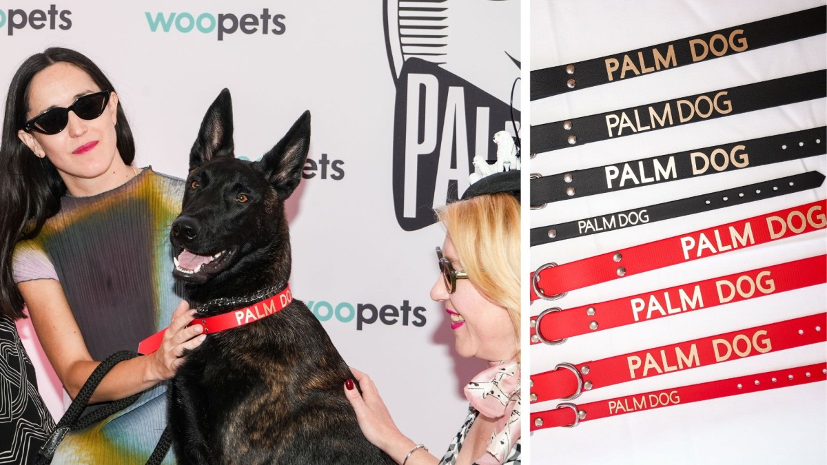 Festival de Cannes 2026 : la Palm Dog décernée à la chienne Yuri