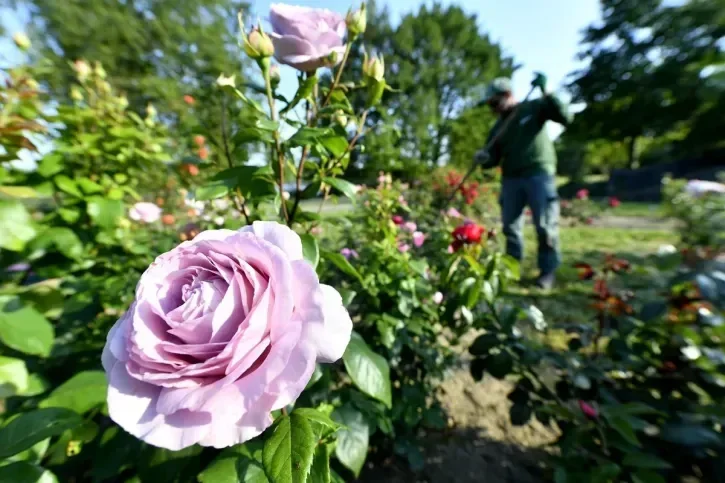 Venez humer le parfum des roses à Nantes