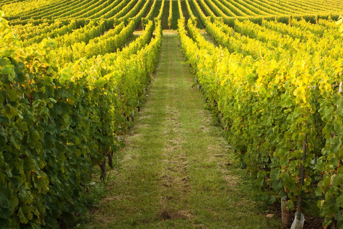 Terre Apara : la solution venue du sol pour sauver les vignes