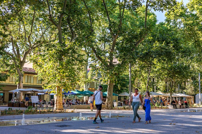 À la découvert de ces arbres qui font respirer la ville