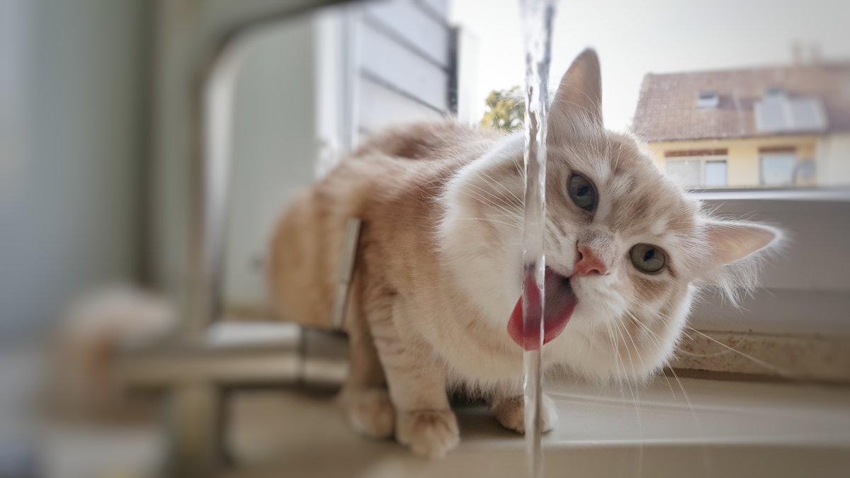 Attention au coup de chaleur pour nos animaux