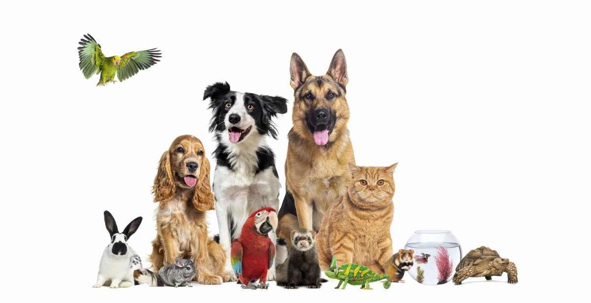 La France compte 73,4 millions d'animaux de compagnie