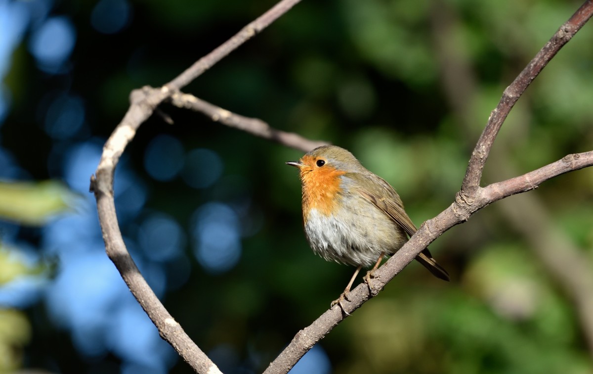 Le chiffre : 85% des oiseaux nicheurs sont présents en Paca