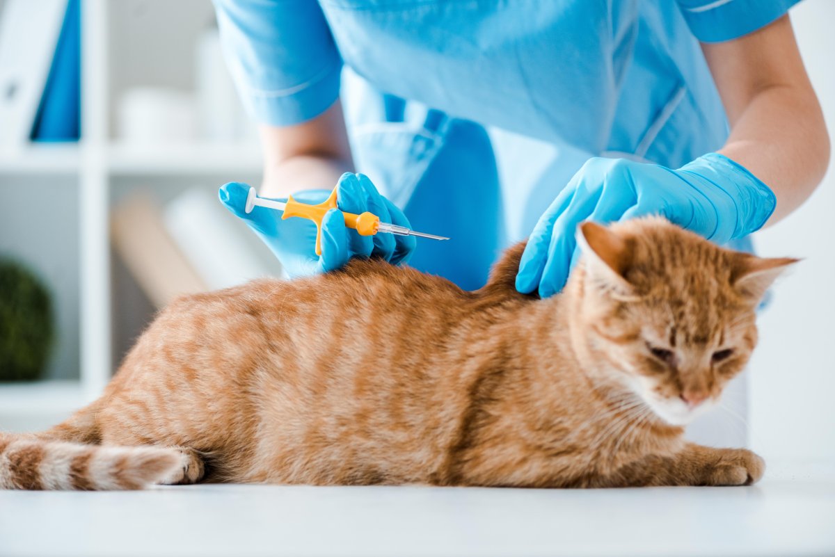 Semaine nationale de l'Identification des chiens et des chats (15 au 21 juin 2026) : "Tu m'aimes, tu me puces"