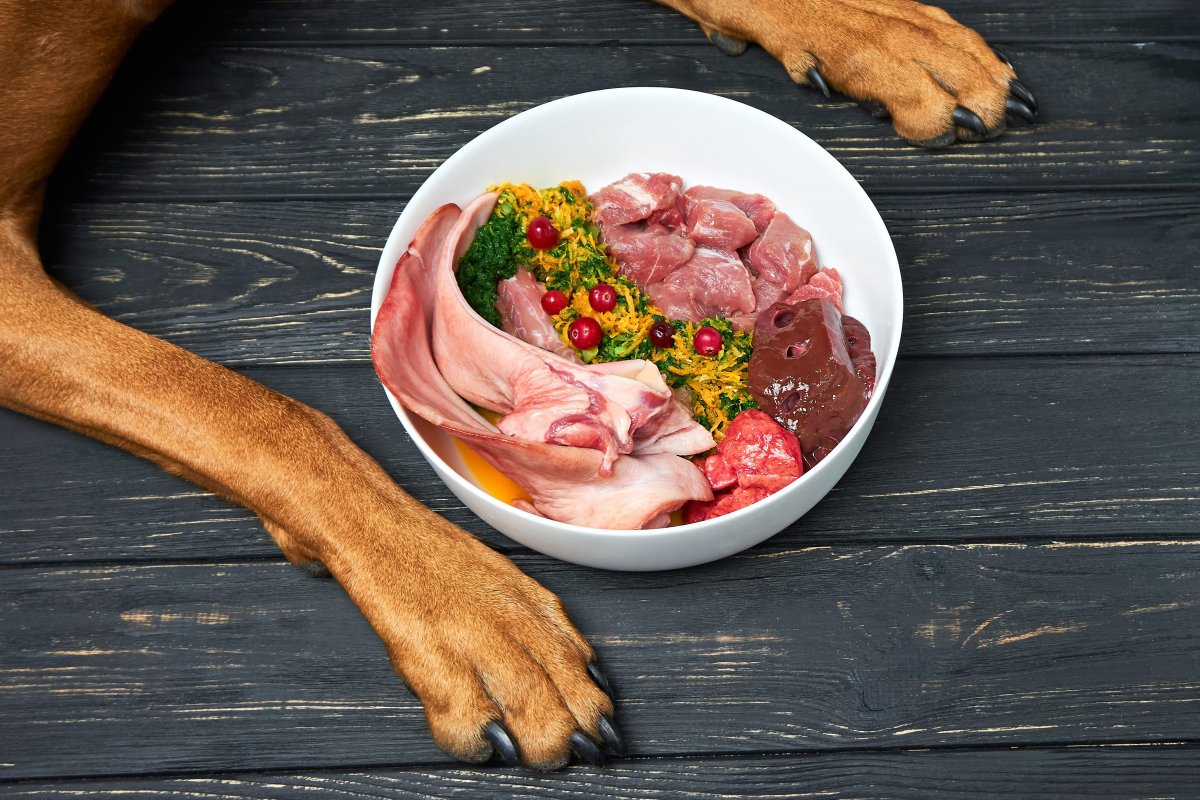 Alimentation crue pour les animaux de compagnie : ce qu’il faut savoir