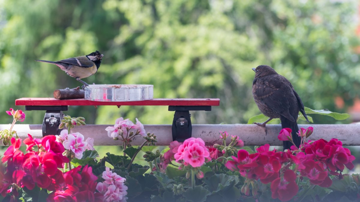 Lyon : un festival dédié aux oiseaux à Gerland