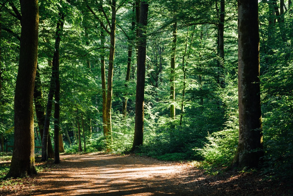 Autour de Lyon : redécouvrir les forêts de la région
