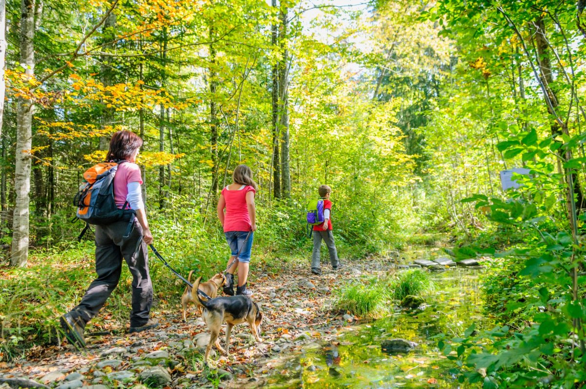 Redécouvrir les forêts autour de la capitale