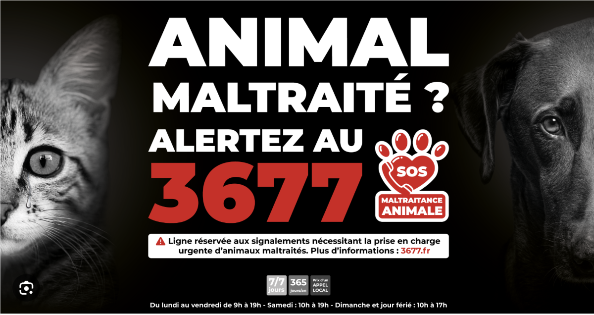 3677 : le numéro pour signaler la maltraitance animale a 2 ans
