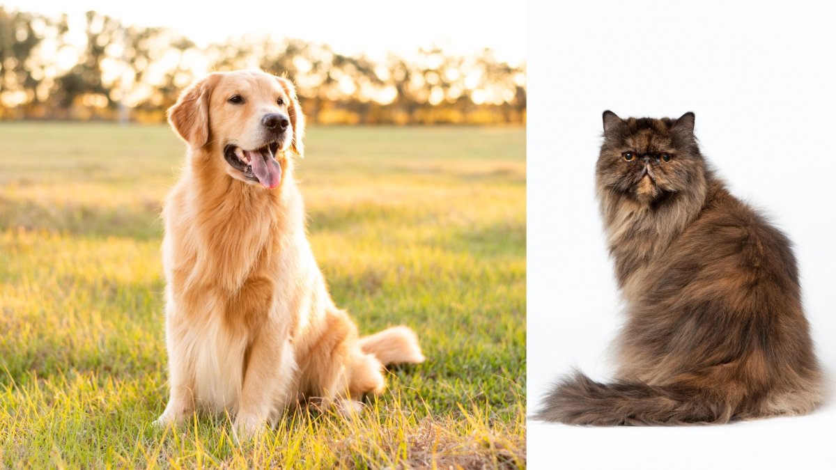 Une proposition de loi pour interdire la sélection génétique des chiens et chats