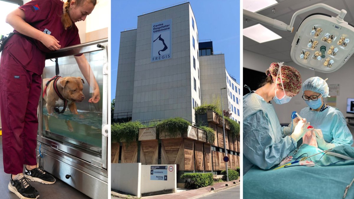 Centre hospitalier vétérinaire Frégis : le plus ancien et le plus grand de France