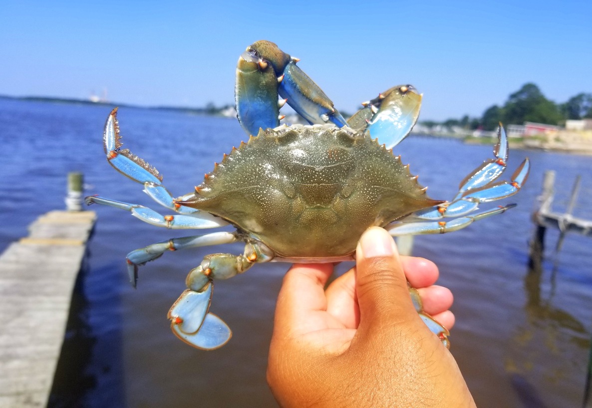 Crabe bleu : une conférence pour comprendre son invasion en Méditerranée