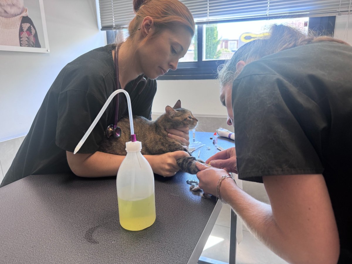 À Marseille, les chiens et les chats peuvent aussi donner leur sang