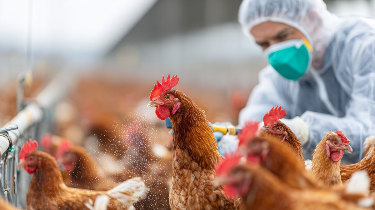 Humain et animaux, même combat face à la santé à Marseille
