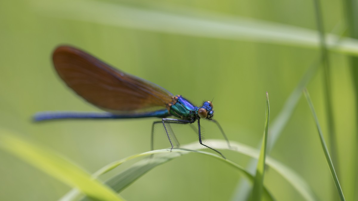 Rennes : partez à la découverte des habitants de la mare des prairies Saint-Martin