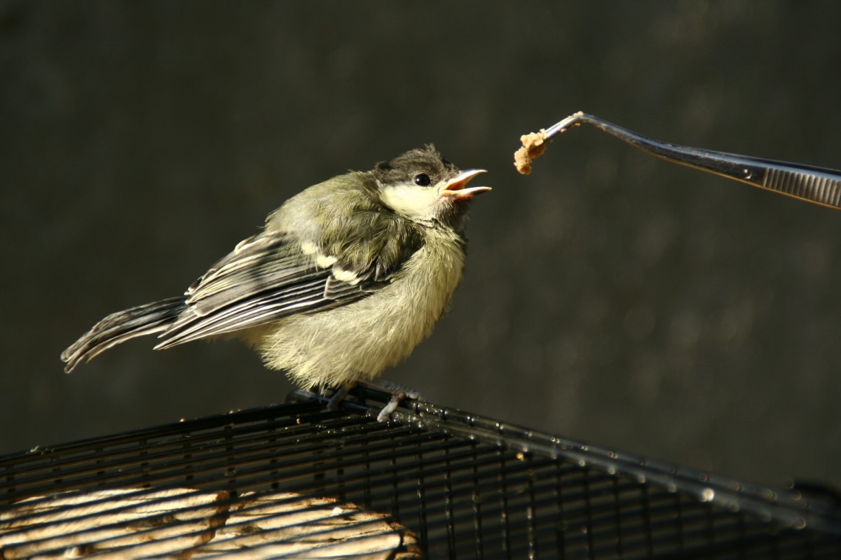 2 664 oiseaux pris en charge par le Centre de sauvegarde à Clermont-Ferrand