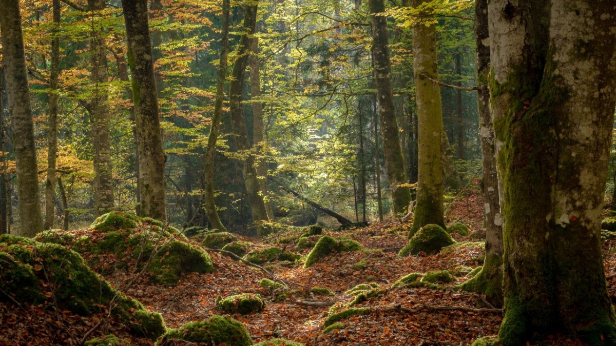 Près de Grenoble : Le festival "Les nuits des forêts" s’invite au Sappey