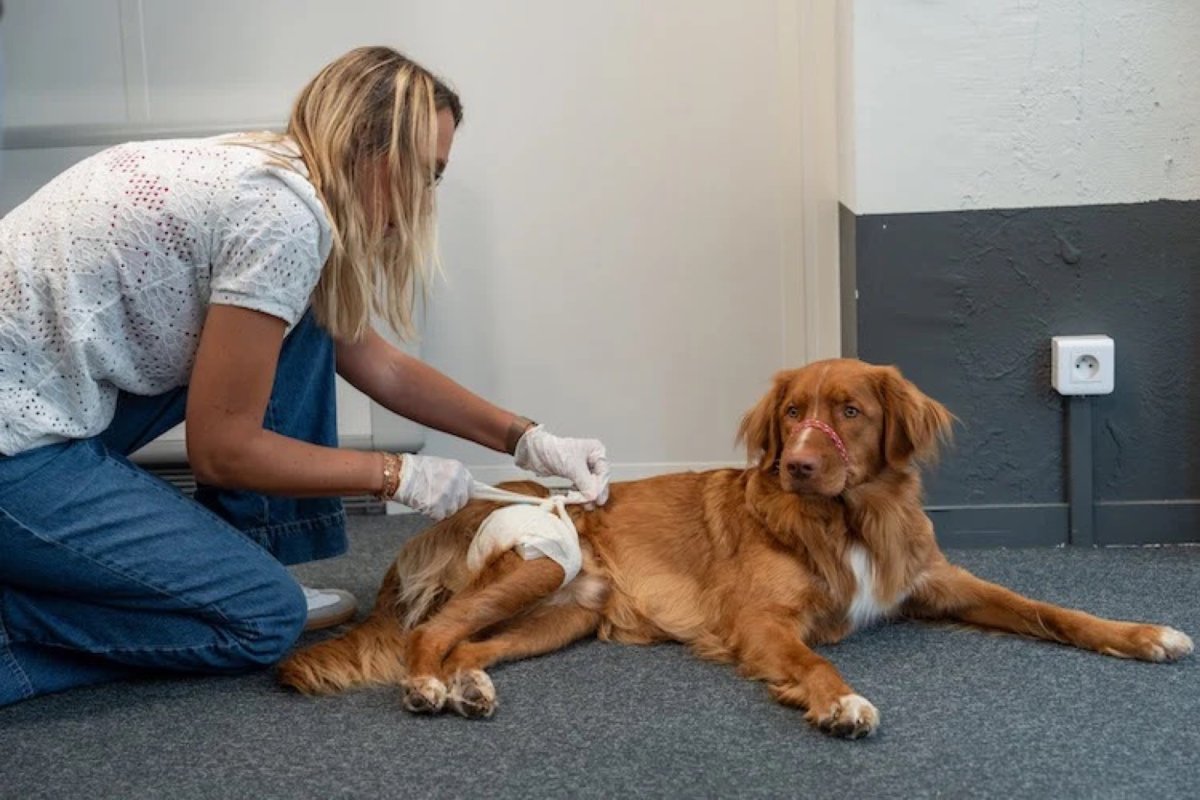 À Lyon, Santévet apprend les premiers secours canins à ses salariés