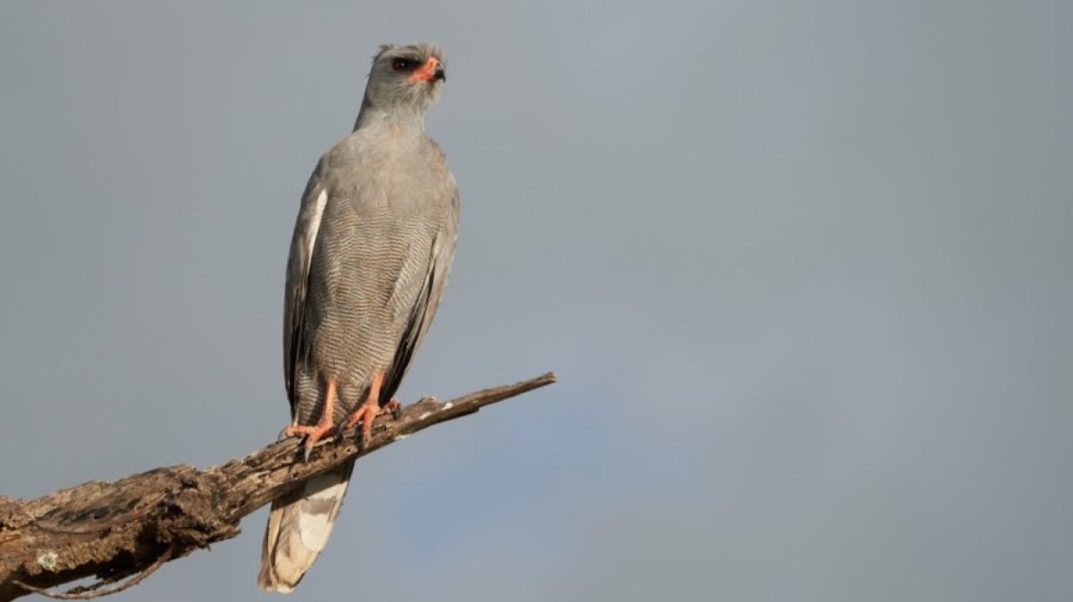 85 % des oiseaux nicheurs sont présents dans notre région