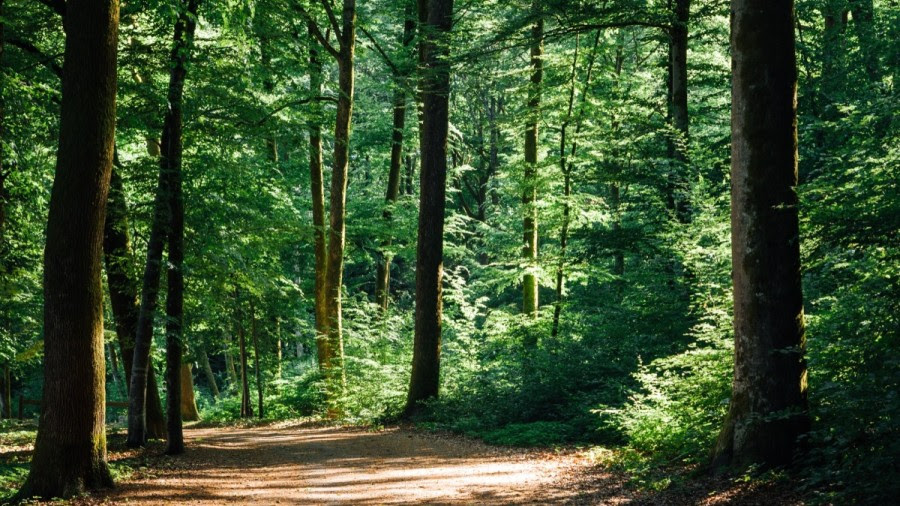 Les Nuits des Forêts 2026 : quoi de prévu en Gironde ?