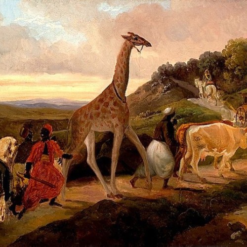 Quand Paris accueillait la première girafe en France 🦒