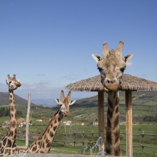 Un documentaire sur le Parc animalier d’Auvergne 🐾
