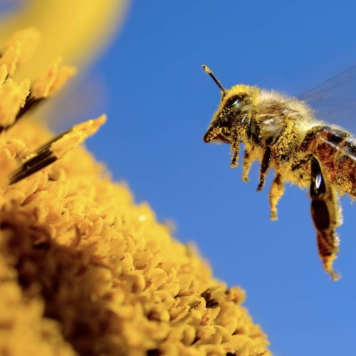 Un atelier à Bordeaux pour aider à la protection des pollinisateurs 🐝