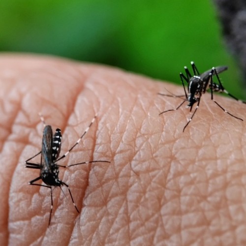 La guerre contre le moustique tigre est déclarée 🦟