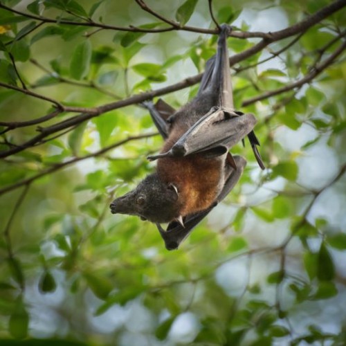Les secrets des chauve-souris au Grand Blottereau, à Nantes
