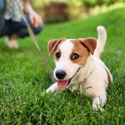 Quelle place pour les animaux en ville, à Nantes ? 