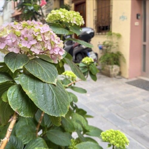 Un permis de fleurir l'espace public ? 🌻