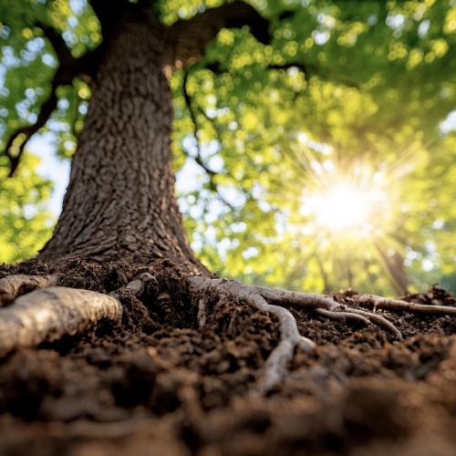 Laissez-vous tenter par un bain de forêt 🌳