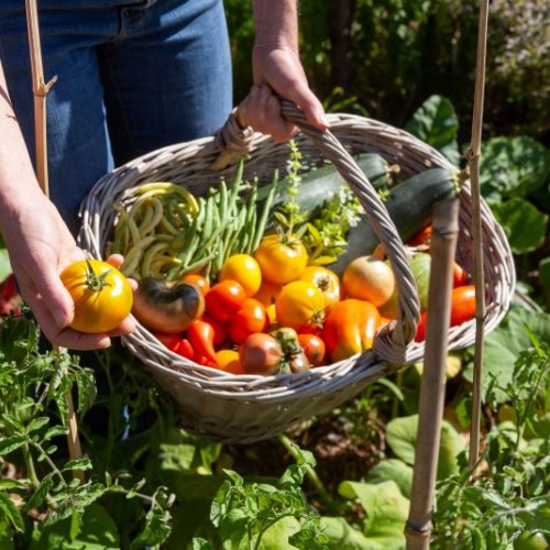 La bonne idée : Cueillir ses fruits et légumes de saison à la ferme 🥗