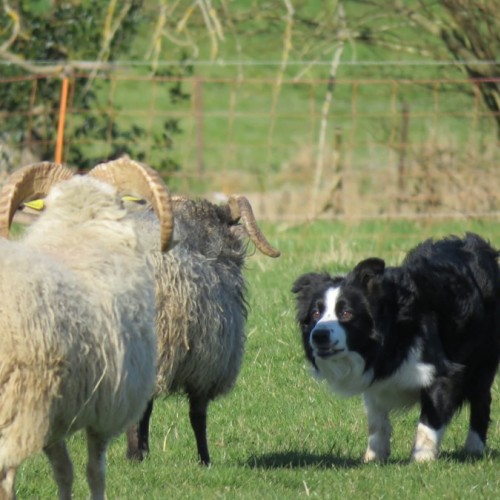 L'art de guider les moutons 🐑