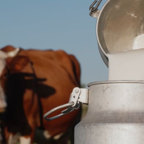 Du pis à la brique, dans les coulisses d'une laiterie nantaise 🥛