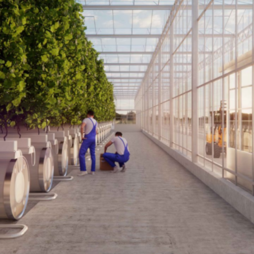 Qanopée : un projet majeur pour préserver le patrimoine viticole 🍇