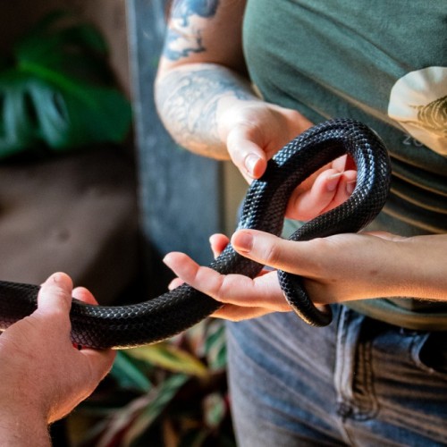 La bonne idée : Apprendre à vivre avec des reptiles 🐍