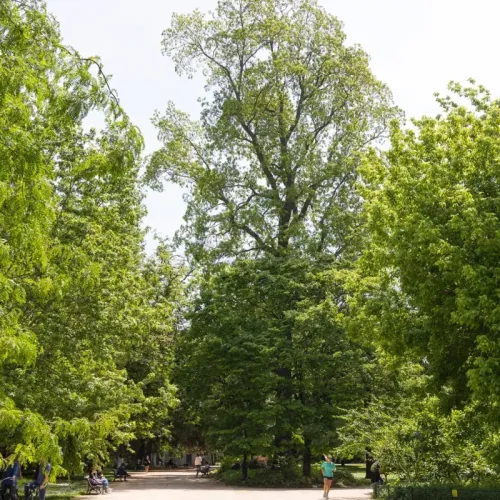 Aller à la rencontre d'arbres hors du commun à Bordeaux
