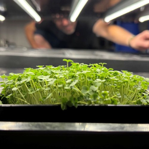 Neopouss germe en sous-sol à Toulouse 🌱