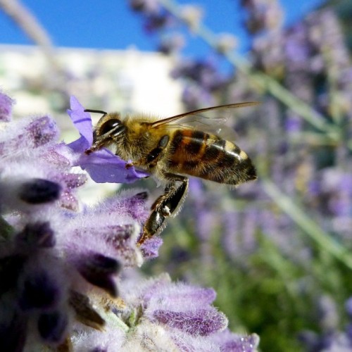 Tout savoir des abeilles à l'Académie du Climat à Paris