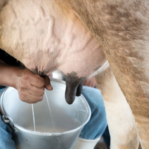 Près de Rouen, une ferme pédagogique pour découvrir les animaux en famille