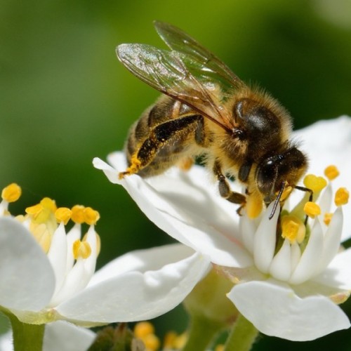 Sur les traces des pollinisateurs dans les parcs lyonnais