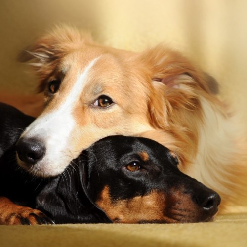 Le premier social club canin de France s'installe à Paris 🐕