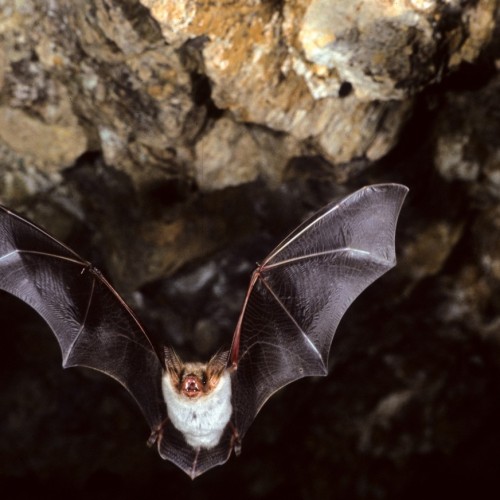 Des experts comptent les chauves-souris à Rouen