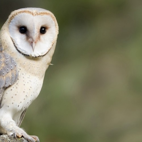 Ils œuvrent pour le retour des chouettes autour de Lyon